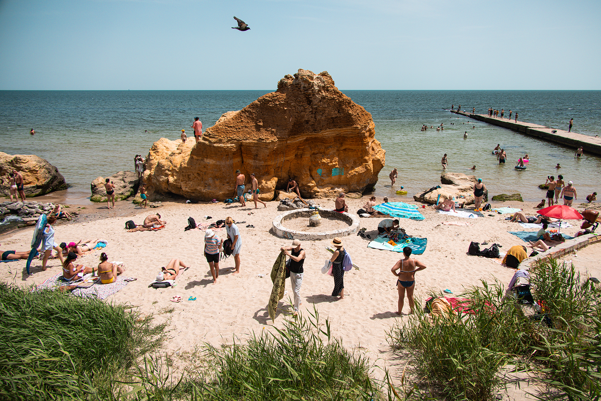 Креветки, мідії, рапани: хто не переживе війну у Чорному морі, – інтерв’ю з біологом НАН